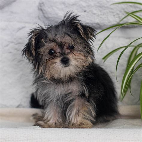 Morkie Puppies for Sale (Cute, Smart, & Healthy) | VIP Puppies