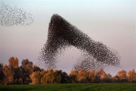 Photos The Murmurations Of Starlings The Atlantic