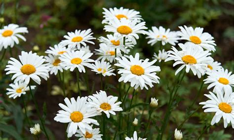 Daisy Vs Chamomile How To Tell These Plants Apart Imp World