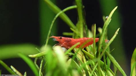 Red Cherry Shrimp Care Feeding Tank Mates Lifespan