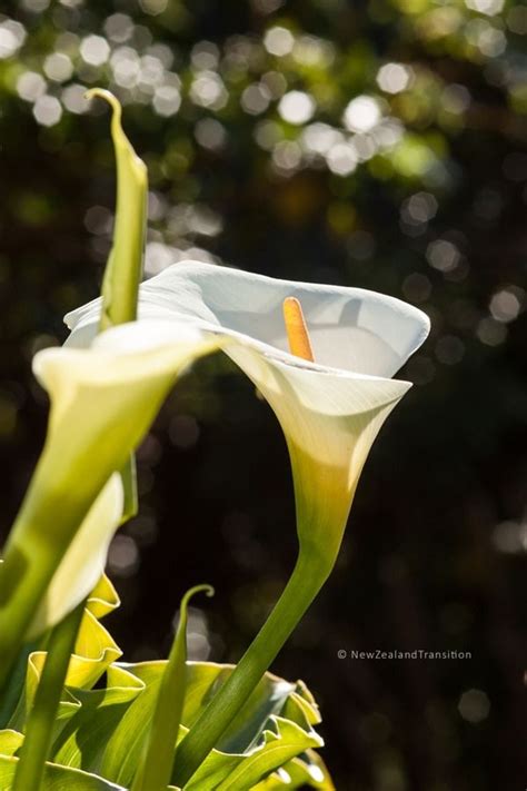 calla lily backlit with sunlight bokeh in background | Calla lily ...