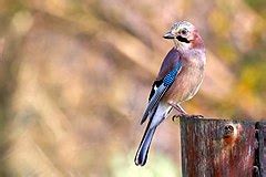 Category Quality Images Of Garrulus Glandarius Wikimedia Commons