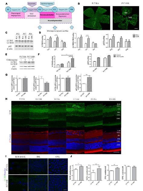 Figure 1 From Effect Of Autophagy Modulators On Vascular Glial And