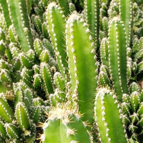 Acanthocereus Tetragonus Fairytale Cactus