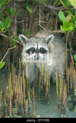 Cozumel Pygmy Raccoon, Cozumel, Mexico, Endangered Stock Photo - Alamy