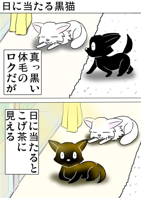 新年最初の猫の日常 猫の漫画とケモナーの漫画が見れるブログ