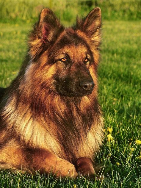 Long Haired German Shepherd