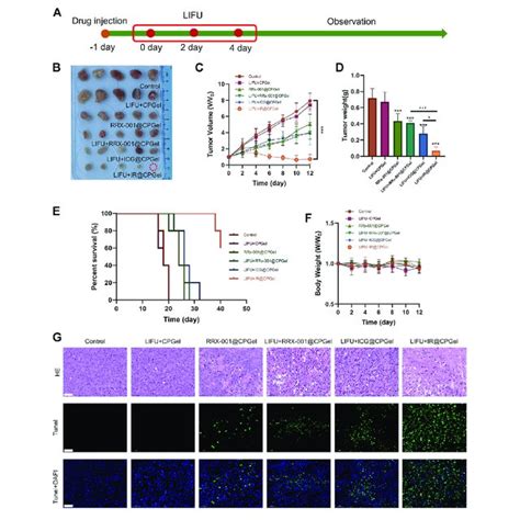 In Vivo Antitumor Efficacy Of Ircpgel A Schematic Diagram Of The