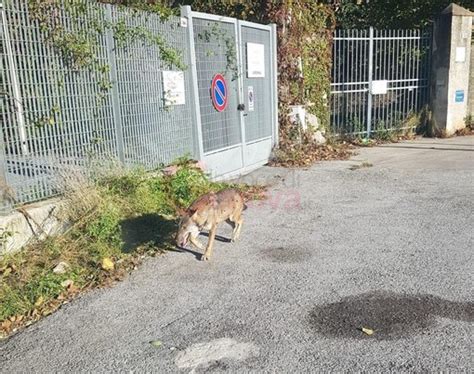 Emergenza Lupi Sulle Alture Di Genova La Regione Cambia Marcia Tra