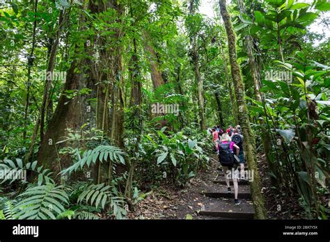 Hikers In Sensoria Tropical Rainforest Reserve Rincon De La Vieja