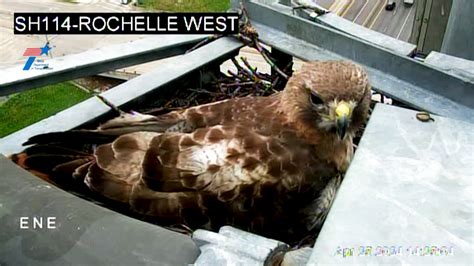 Mama hawk nesting in front of Texas highway camera! | wfaa.com