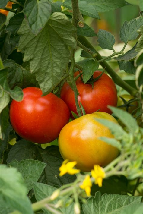 The Ultimate Guide To Determinate Vs Indeterminate Tomatoes