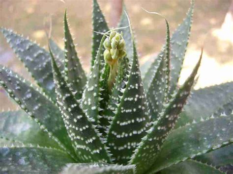 Aristaloe Aristata Aloe De Encaje Mundo De Las Suculentas