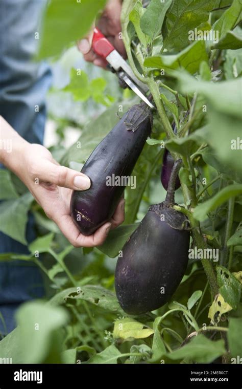 Aubergine Money Maker Mature Fruits Harvesting Vegetables Using