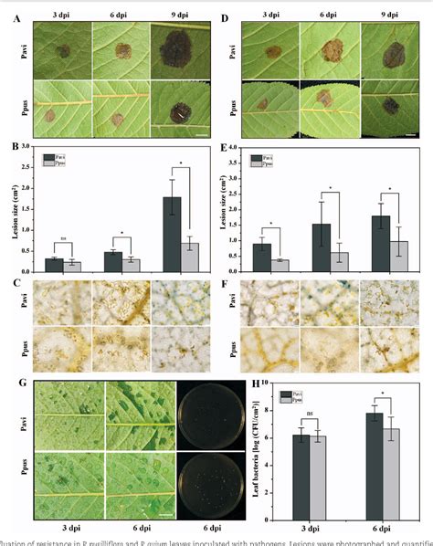 Figure 4 From Chromosome Scale Genome Assembly Of Prunus Pusilliflora Provides Novel Insights