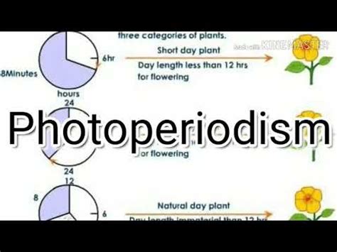 photoperiodism - YouTube