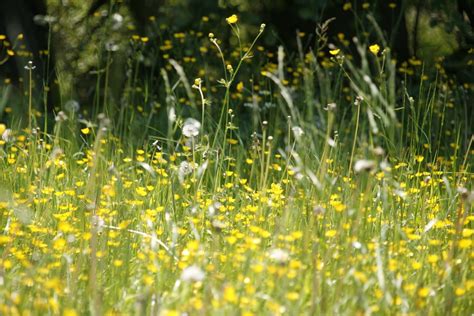 Hay Fever Season is Here! | Sydney Observer