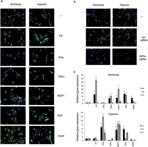 HIF3α expression in hMSCs a Immunofluorescence analysis of HIF3α