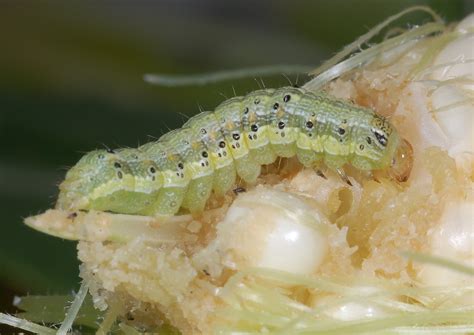 Family Noctuidae – ENT 425 – General Entomology