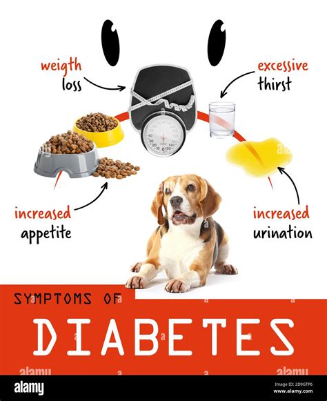 Cute Beagle dog and symptoms of diabetes on white background Stock ...