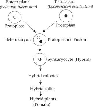 Somatic Hybridization/Steps/process Of Fusion Of Protoplast, 59% OFF