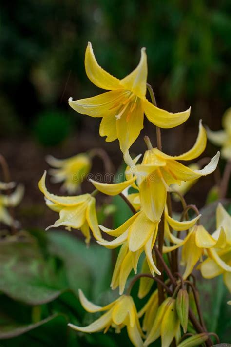 Close Up Very Rare Yellow Erythronium Pagoda Flowers Stock Image