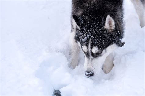 Retrato Del Husky Siberiano De La Raza Del Perro En Terreno Nevoso