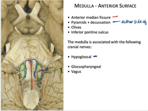 Brainstem Flashcards Quizlet