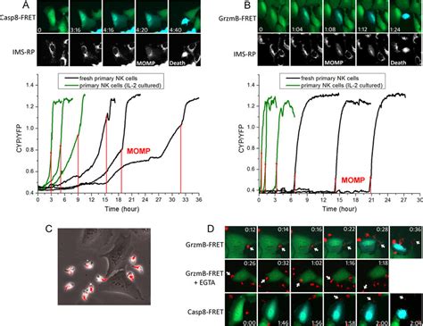 The Fasl And Lytic Granule Cytotoxic Pathways Exhibited Distinct