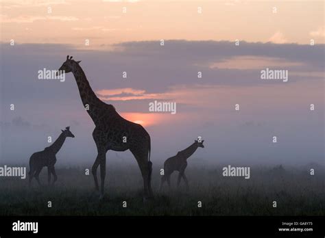 Masai Giraffes Giraffa Camelopardalis Tippelskirchi Silhouetted At