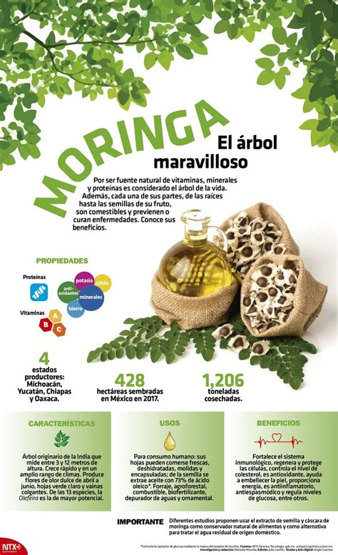 SabíasQue la moringa también llamada árbol de la vida es una planta