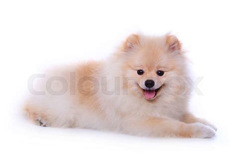 white pomeranian puppy dog, cute pet | Stock image | Colourbox