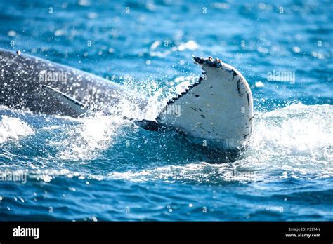 June Sydney Australia Two Humpback Whales Megaptera