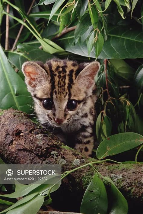 Margay Leopardus Wiedii Kitten Amazon Brazil Superstock Small