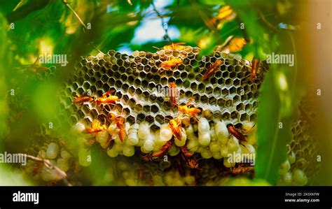 Hexagonal Cells With Larva Of Common Yellow Wasp Or Ropalidia Marginata Exposed Center Of Wasp