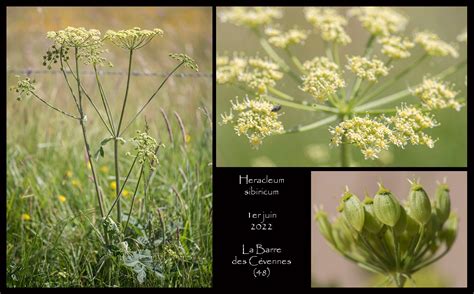 Heracleum Sibiricum