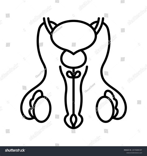 Male Reproductive System Line Icon Andrology Royalty Free Stock Vector 2475686197