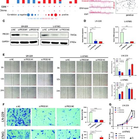 Pros1 Increased Proliferation Migration And Invasion Of Glioma Cells Download Scientific