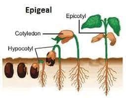 EPIGEAL AND HPOGEAL GERMINATION - Agriculture Wale