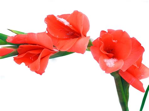 Red Gladioli Bloom Flower Vibrant Dame Edna Stem HD Wallpaper