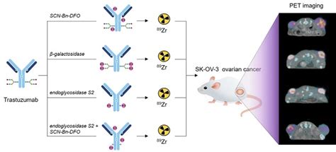 Site Specifically Labeled Zr Dfo Trastuzumab Improves Immuno