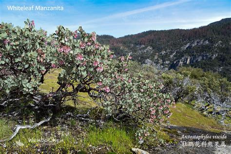 Whiteleaf Manzanita In Yosemite National Park Yosemite National Park