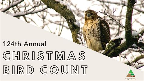 Christmas Bird Count 2024 Teatown