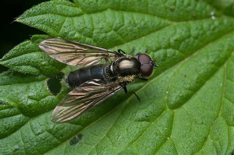 Hoverflies - Nature Guide UK