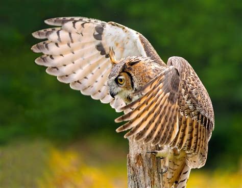 Great Horned Owl Wings 1 By Peter K Burian Animals Birds Bird