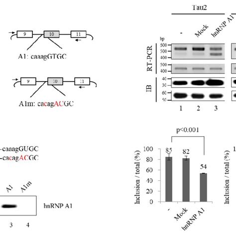 Hnrnp A Knockdown Affects Alternative Splicing Or Expression Of A