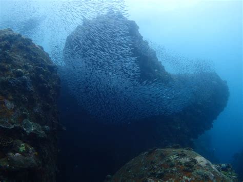 熱低、豪雨悪条件のため、魚影を眺めて午前2ダイブで撤収！ サザンアイランダー