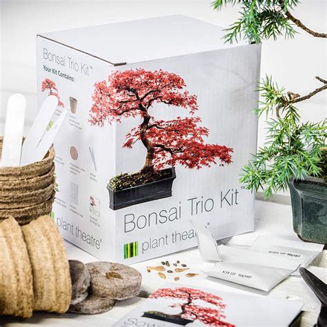 bonsai tree starter kit 5