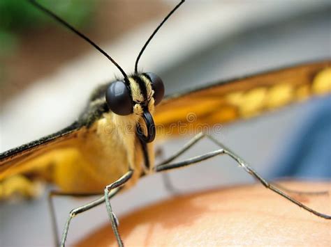 Butterfly head stock photo. Image of legs, animal, macro - 19315362