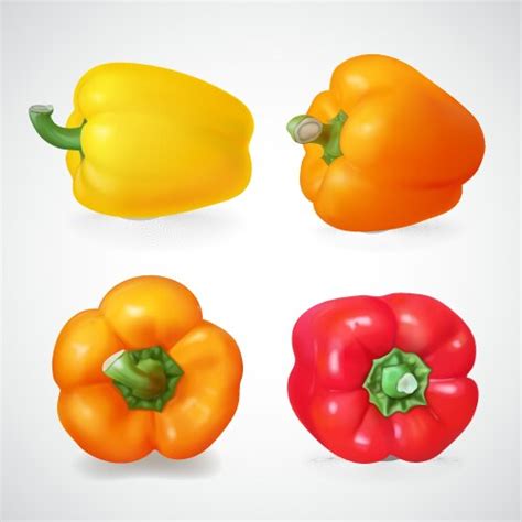 Red Hot Chili Pepper Realistic 3d Royalty Free Vector Image